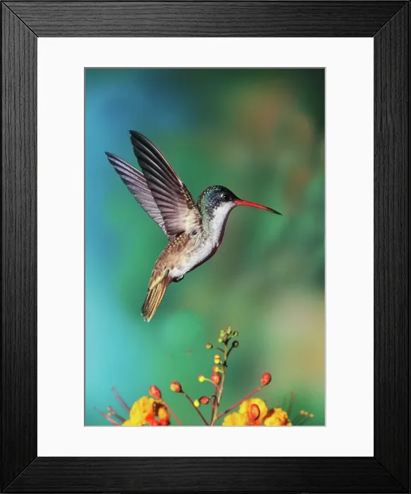 Framed Print : Close-up of an Violet-crowned hummingbird (Amazilia violiceps) Framed Print : Close-up of an Violet-crowned hummingbird (Amazilia violiceps)