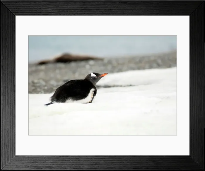 Framed Print : Photographer request SC 2024)8