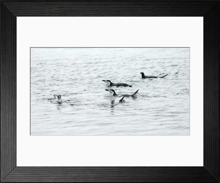 Framed Print : Photographer request SC 2024)8 Framed Print : Photographer request SC 2024)8
