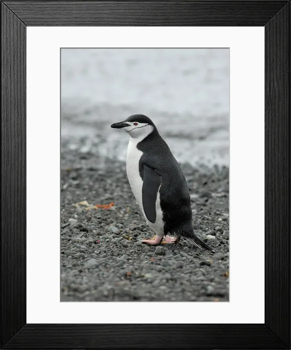 Framed Print : Photographer request SC 2024)8 Framed Print : Photographer request SC 2024)8