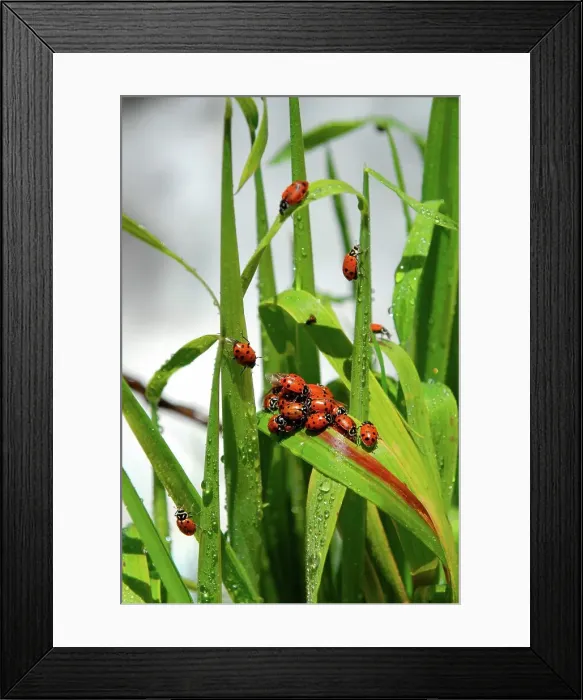 Framed Print : Photographer request SC 2024)8 Framed Print : Photographer request SC 2024)8