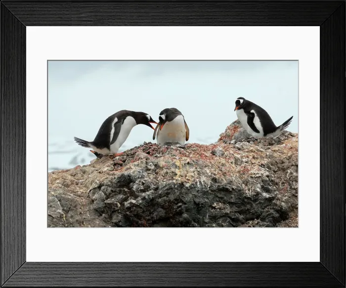 Framed Print : Photographer request SC 2024)8 Framed Print : Photographer request SC 2024)8