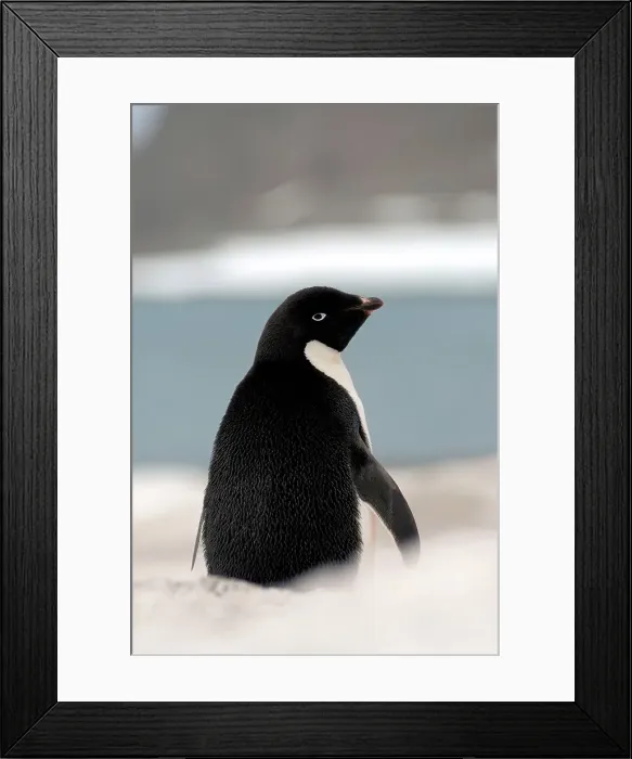 Framed Print : Photographer request SC 2024)8