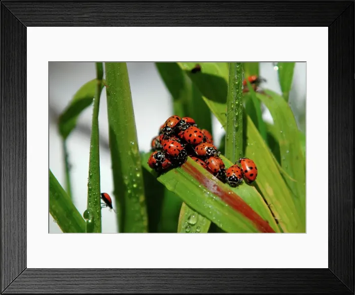 Framed Print : Photographer request SC 2024)8 Framed Print : Photographer request SC 2024)8