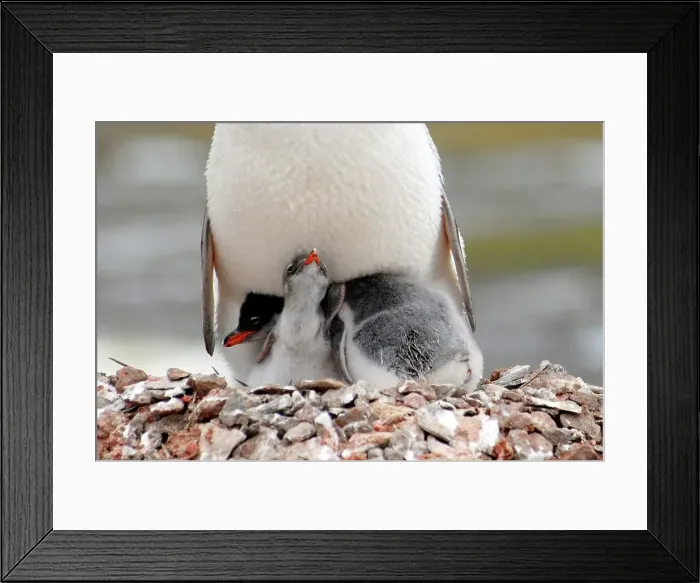 Framed Print : Photographer request SC 2024)8 Framed Print : Photographer request SC 2024)8