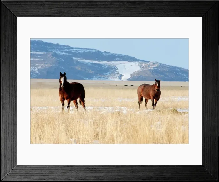 Framed Print : Photographer request SC 2024)8 Framed Print : Photographer request SC 2024)8