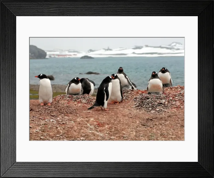 Framed Print : Photographer request SC 2024)8 Framed Print : Photographer request SC 2024)8