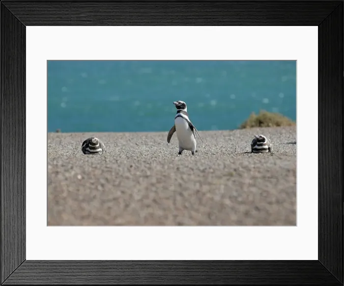 Framed Print : Photographer request SC 2024)8 Framed Print : Photographer request SC 2024)8