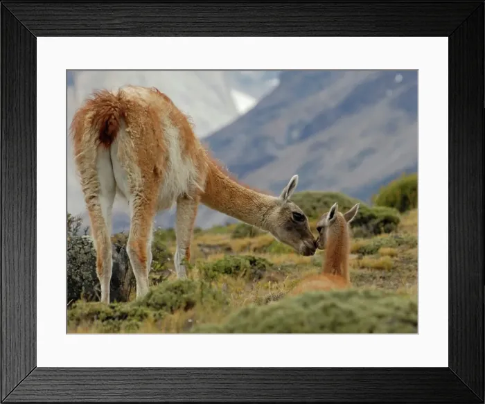 Framed Print : Photographer request SC 2024)8 Framed Print : Photographer request SC 2024)8