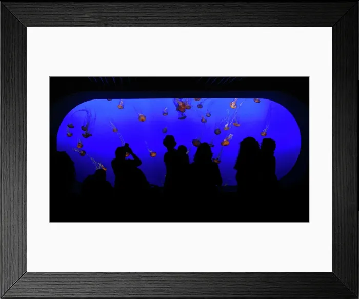 Framed Print : Photographer request SC 2024)8 Framed Print : Photographer request SC 2024)8