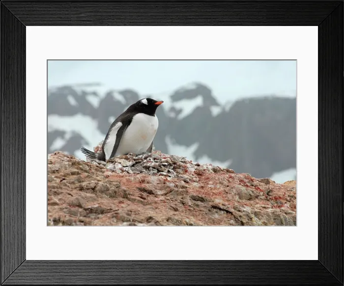 Framed Print : Photographer request SC 2024)8