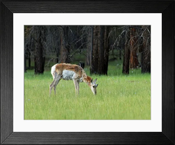 Framed Print : Photographer request SC 2024)8 Framed Print : Photographer request SC 2024)8