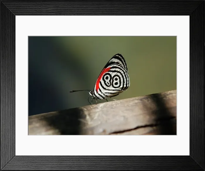 Framed Print : 4313, 4313-123 Framed Print : 4313, 4313-123