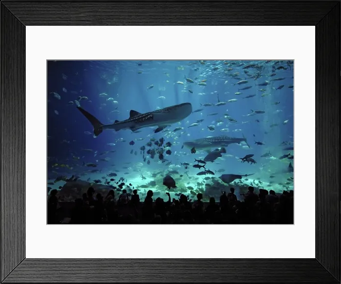 Framed Print : 4313, 4313-677 Framed Print : 4313, 4313-677