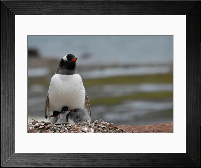 Framed Print : Photographer request SC 2024)8 Framed Print : Photographer request SC 2024)8