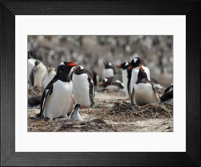 Framed Print : Photographer request SC 2024)8 Framed Print : Photographer request SC 2024)8