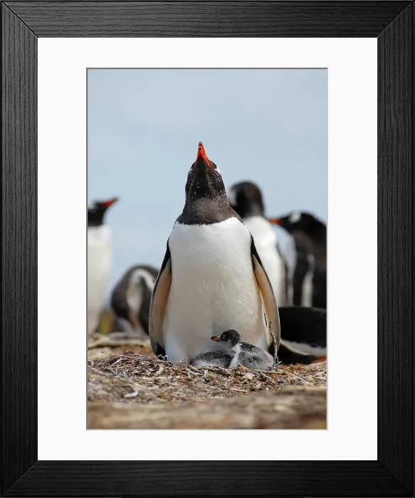 Framed Print : 4313, 4313-978 Framed Print : 4313, 4313-978