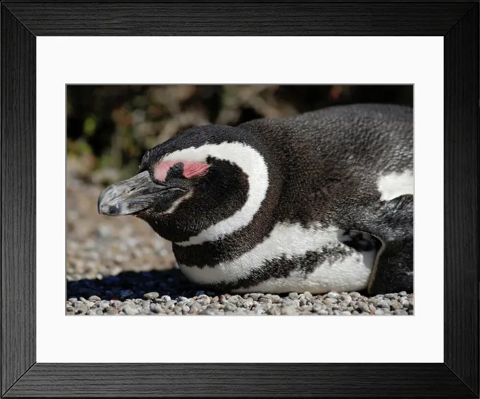 Framed Print : Photographer request SC 2024)8 Framed Print : Photographer request SC 2024)8