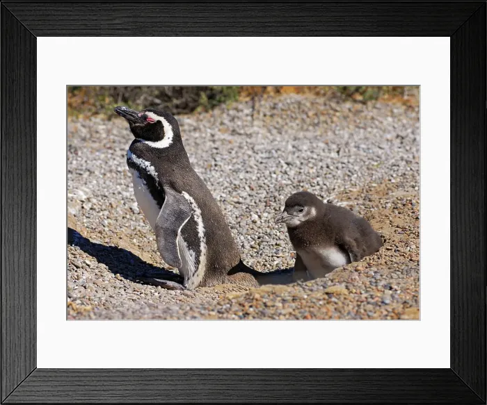 Framed Print : 4313, 4313-991 Framed Print : 4313, 4313-991