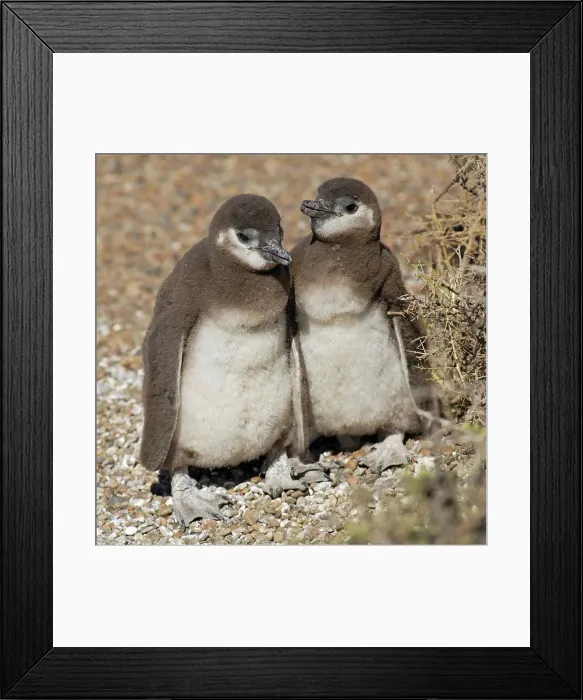 Framed Print : Photographer request SC 2024)8