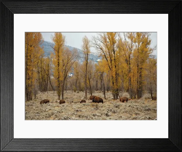 Framed Print : Photographer request SC 2024)8 Framed Print : Photographer request SC 2024)8