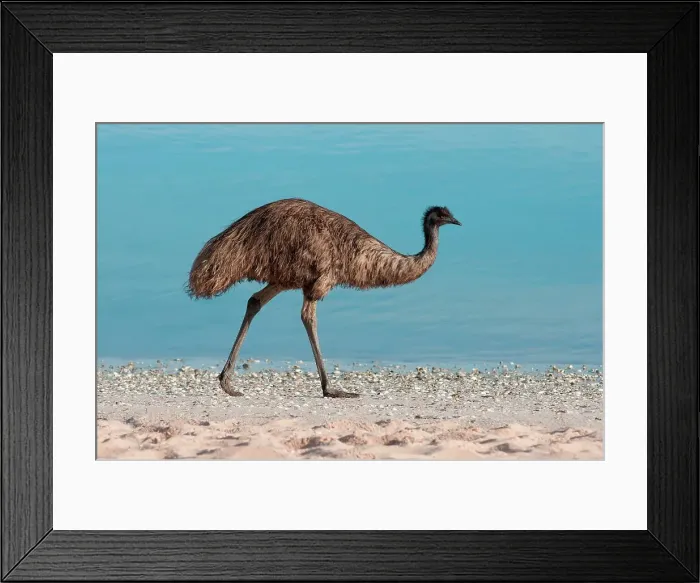 Framed Print : Photographer request SC 2024)8 Framed Print : Photographer request SC 2024)8