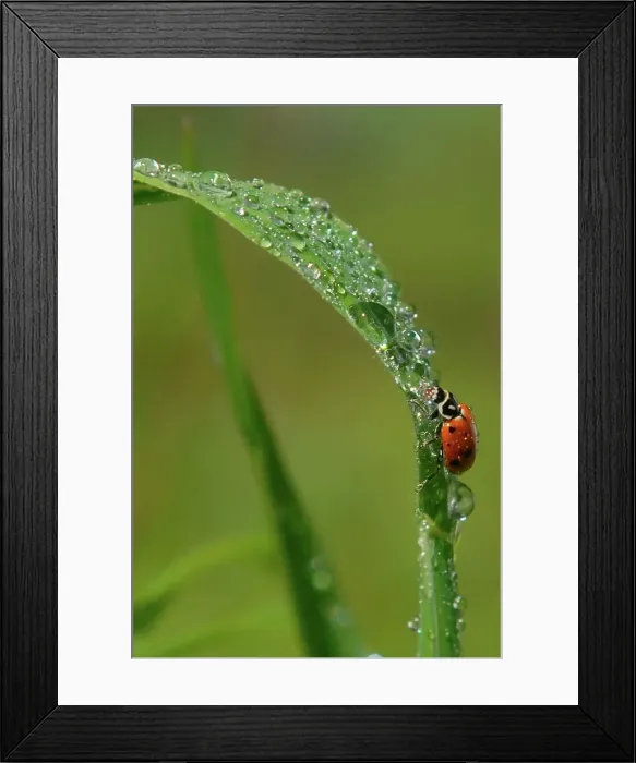 Framed Print : Photographer request SC 2024)8 Framed Print : Photographer request SC 2024)8