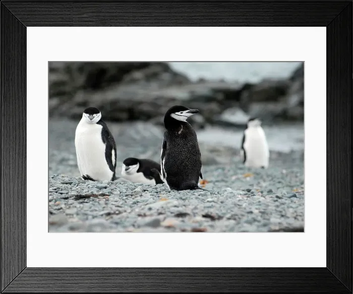 Framed Print : Photographer request SC 2024)8