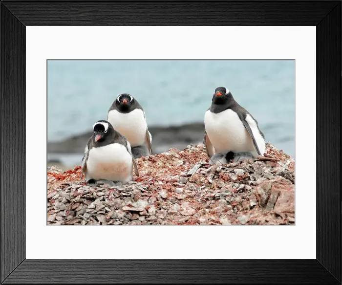 Framed Print : Photographer request SC 2024)8