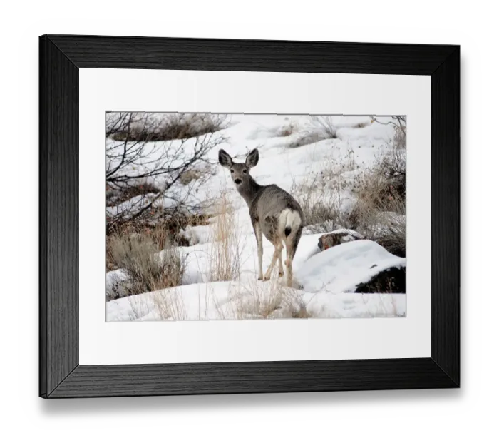 Framed Print : Photographer request SC 2024)8