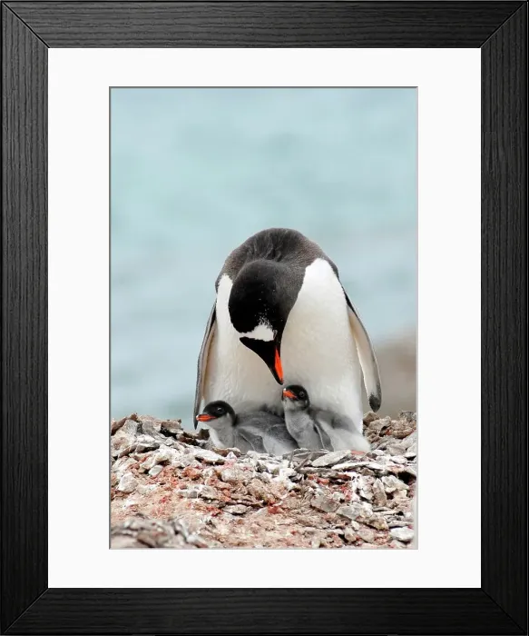 Framed Print : Photographer request SC 2024)8 Framed Print : Photographer request SC 2024)8