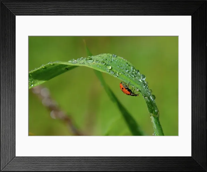 Framed Print : Photographer request SC 2024)8 Framed Print : Photographer request SC 2024)8