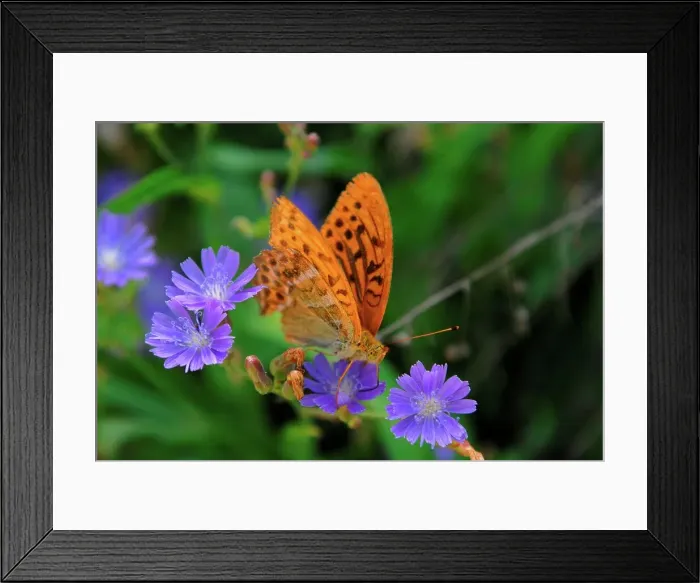 Framed Print : Photographer request SC 2024)8