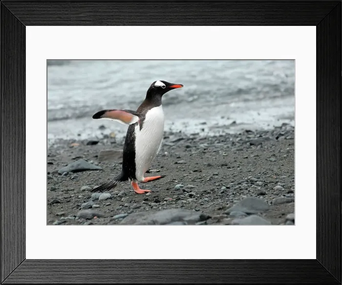 Framed Print : Photographer request SC 2024)8 Framed Print : Photographer request SC 2024)8