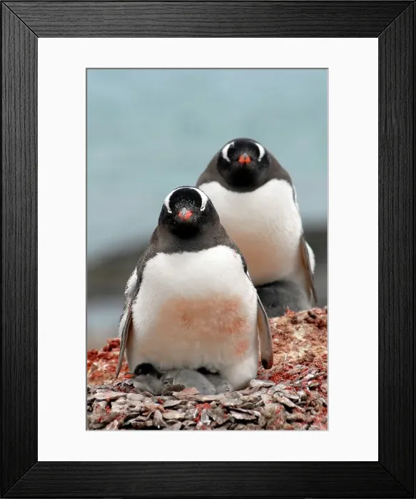 Framed Print : Photographer request SC 2024)8