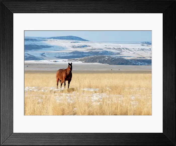 Framed Print : Photographer request SC 2024)8