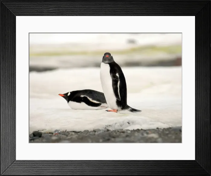 Framed Print : Photographer request SC 2024)8