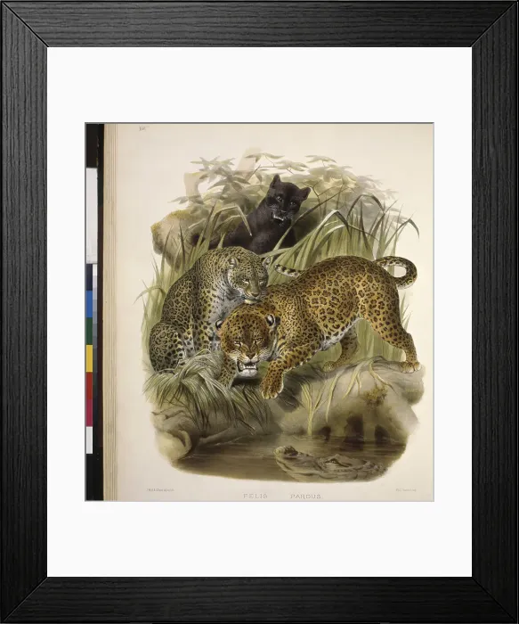 Framed Print : Panther or Leopard (Felis Pardus) by Elliot Framed Print : Panther or Leopard (Felis Pardus) by Elliot
