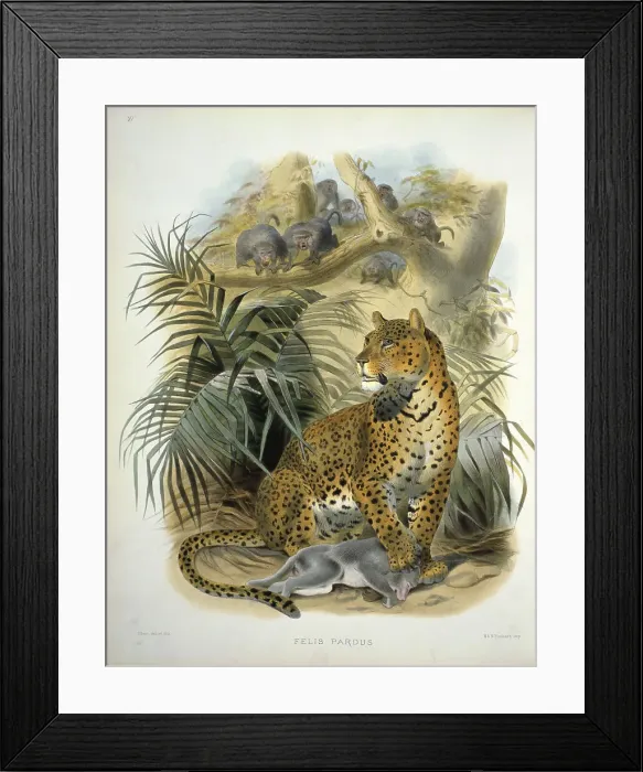 Framed Print : Panther or Leopard (Felis Pardus) by Elliot Framed Print : Panther or Leopard (Felis Pardus) by Elliot