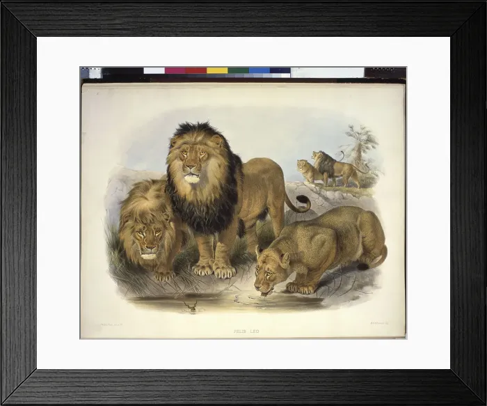 Framed Print : The Lion (Felis Leo) by Elliot Framed Print : The Lion (Felis Leo) by Elliot