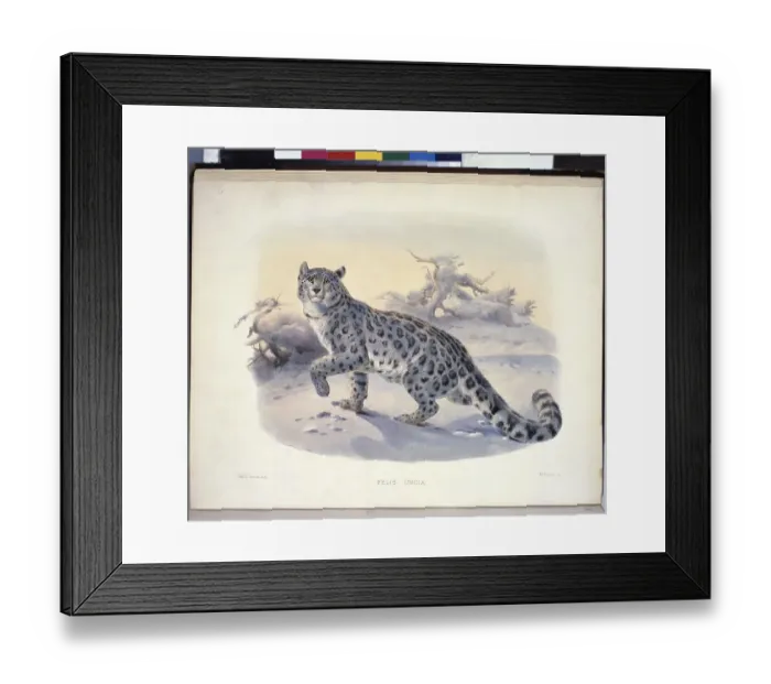 Framed Print : The Snow Leopard by Elliot