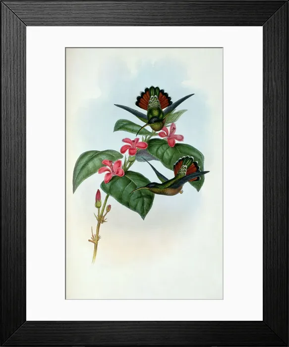 Framed Print : Allied Hermit (Glaucis Affinis) by Gould