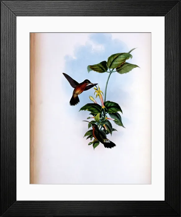 Framed Print : Black-Tailed Hermit (Glaucis Melanura) by Gould Framed Print : Black-Tailed Hermit (Glaucis Melanura) by Gould