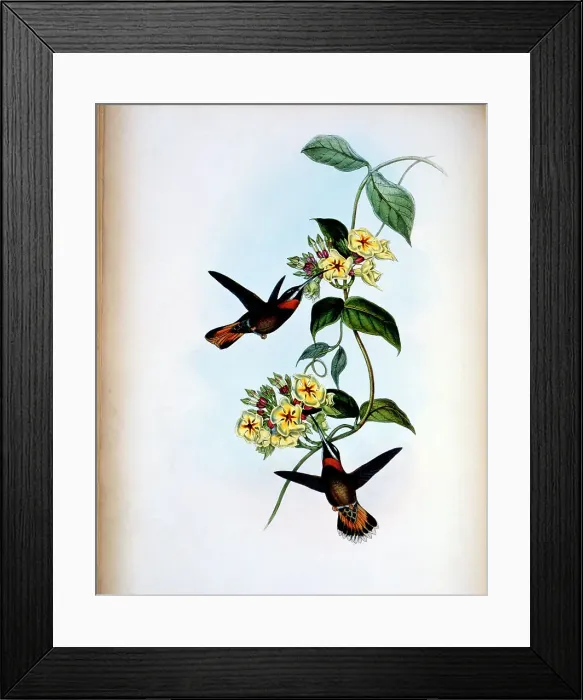 Framed Print : Fawn-Tailed Barbed-Throat (Threnetes Cervinicauda) by Gould Framed Print : Fawn-Tailed Barbed-Throat (Threnetes Cervinicauda) by Gould