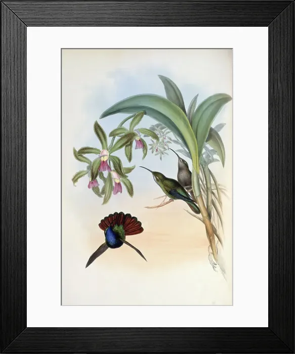Framed Print : Lazuline Sabre-Wing (Campylopterus Lazulus) by Gould