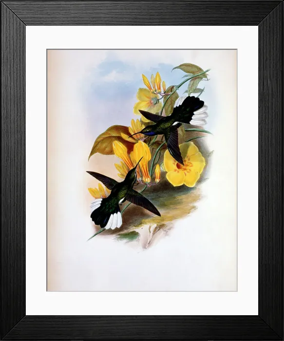 Framed Print : Blue-Throated Sabre-Wing (Campylopterus Ensipennis) by Gould Framed Print : Blue-Throated Sabre-Wing (Campylopterus Ensipennis) by Gould