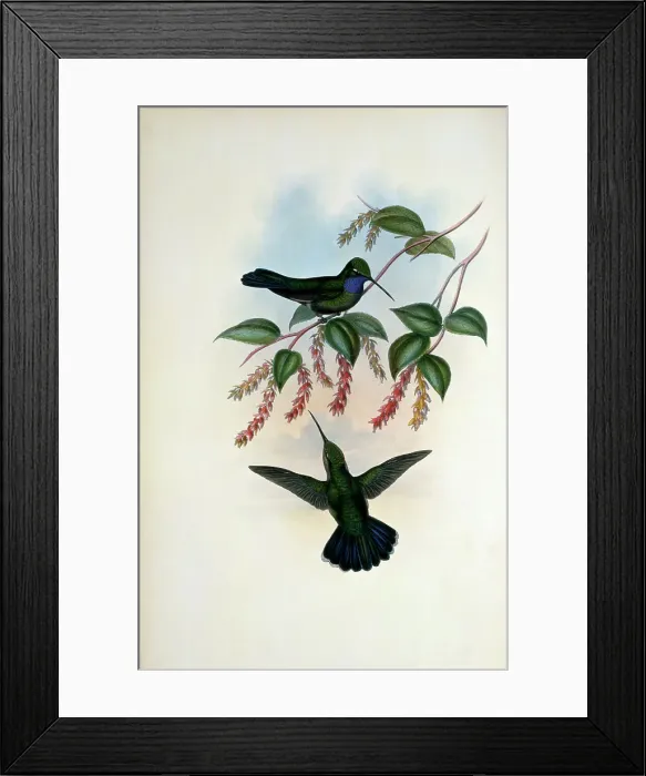 Framed Print : Villavicencio's Sabre-Wing.. by Gould Framed Print : Villavicencio's Sabre-Wing.. by Gould