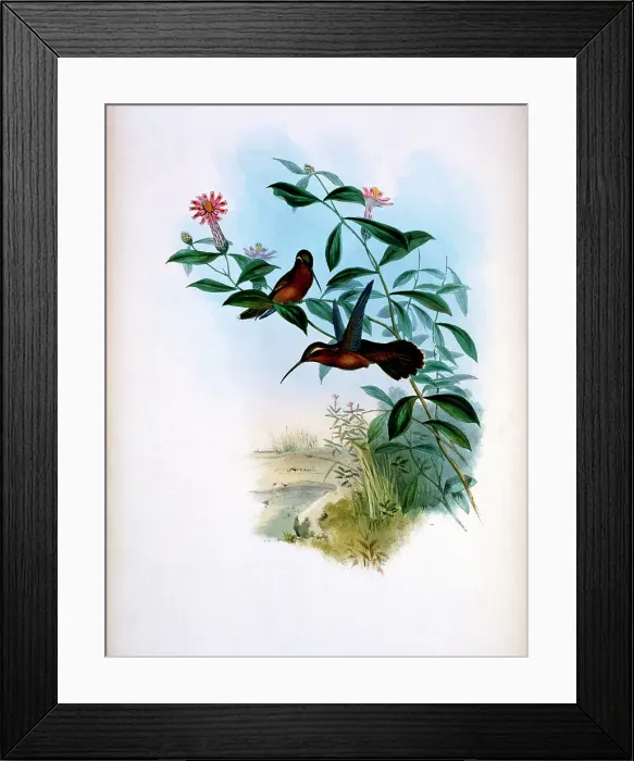 Framed Print : Dohrn's Hermit (Glaucis Dohrni) by Gould