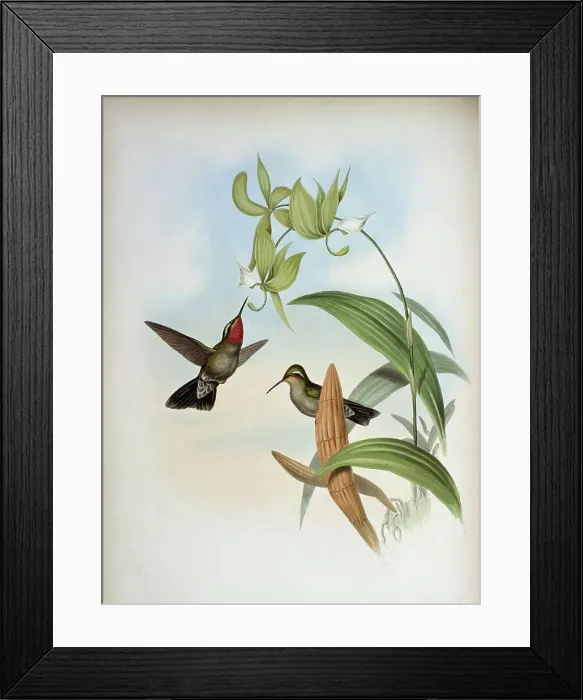 Framed Print : Henry De Lattre's Cazique..by Gould Framed Print : Henry De Lattre's Cazique..by Gould
