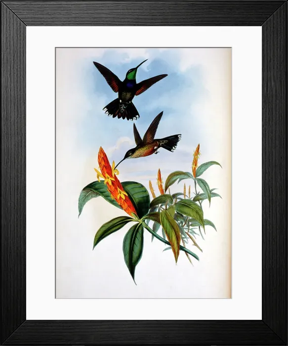 Framed Print : Blue-Breast...by Gould